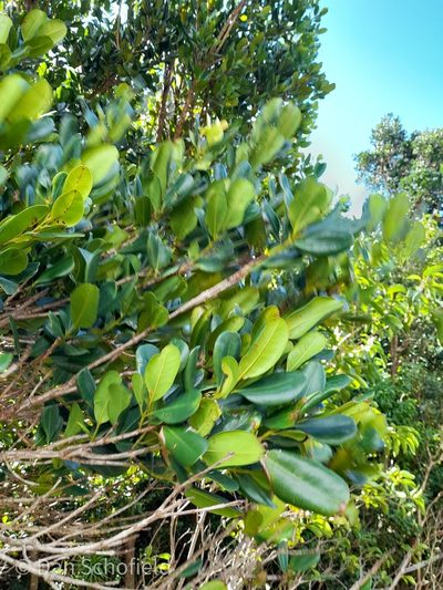 Pimenta racemosa, photographed by Dan Schofield