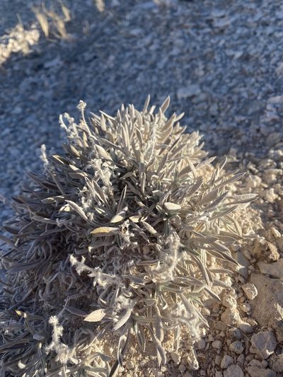 Oreocarya fulvocanescens, photographed by Spooner