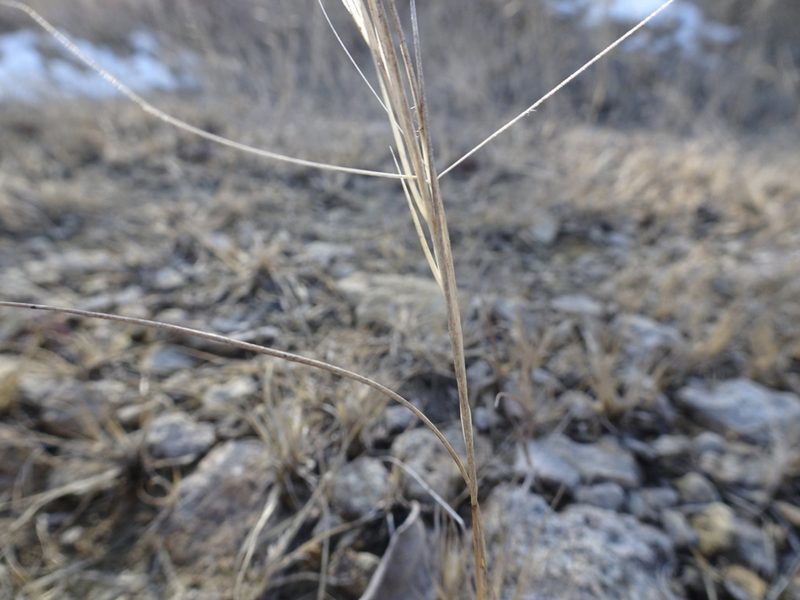 Aristida oligantha, photographed by Thomas Koffel