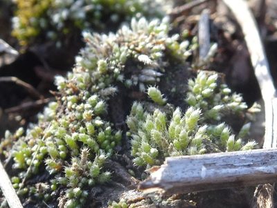 Bryum lanatum, photographed by Thomas Koffel