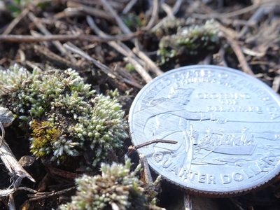 Bryum lanatum, photographed by Thomas Koffel