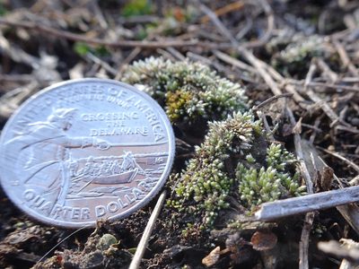 Bryum lanatum, photographed by Thomas Koffel