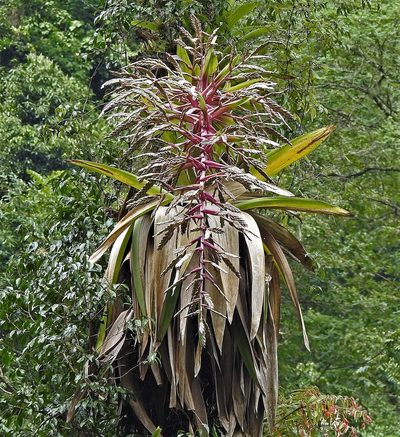 Tillandsia australis, photographed by Hugo Hulsberg