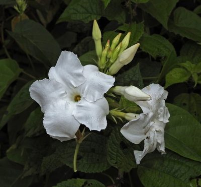 Mandevilla laxa, photographed by Hugo Hulsberg