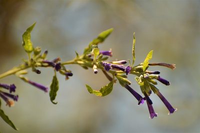 Lycium cestroides, photographed by Andrea Gantzer