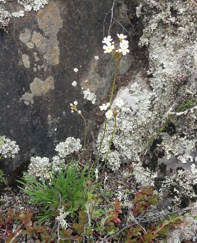 Androsace lactiflora, photographed by Nina Filippova