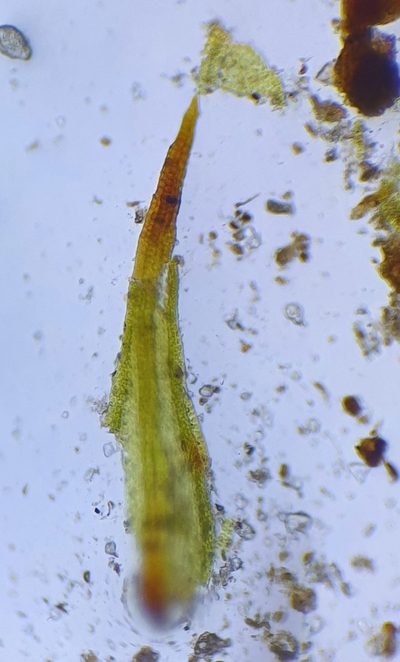 Didymodon icmadophilus, photographed by Jonathan Hughes
