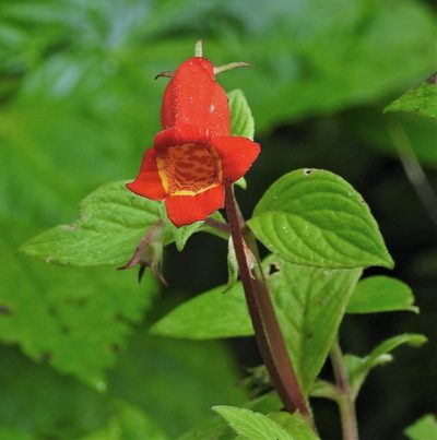 Seemannia nematanthodes, photographed by Hugo Hulsberg
