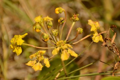 Stigmaphyllon bonariense, photographed by Andrea Gantzer