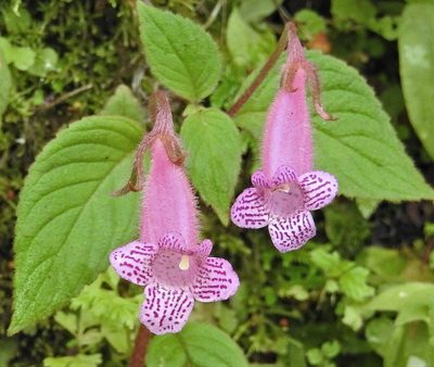 Seemannia gymnostoma, photographed by Hugo Hulsberg