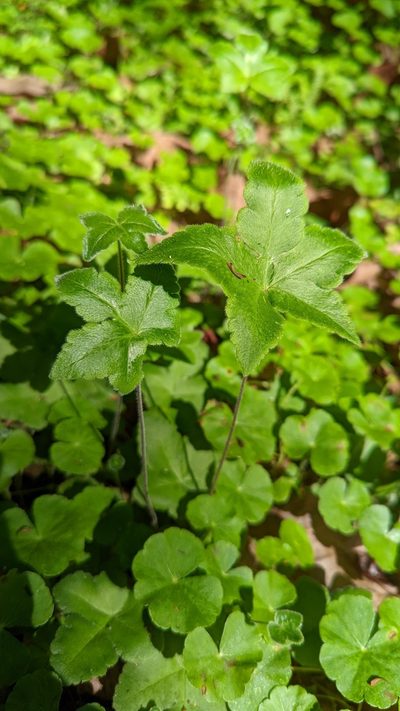Hemionitis palmata, photographed by Trevor Van Loon