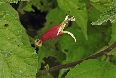 Siphocampylus argentinus, photographed by Hugo Hulsberg
