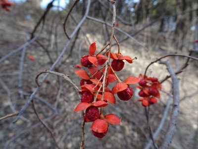 Celastrus scandens, photographed by Thomas Koffel