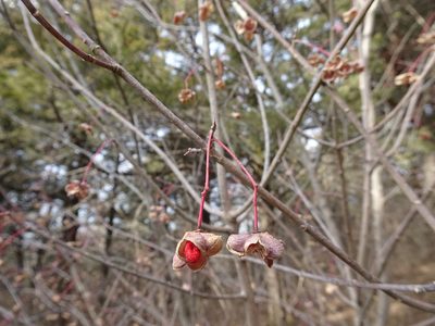 Euonymus atropurpureus, photographed by Thomas Koffel