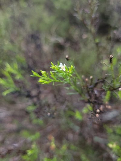 Medranoa palmeri, photographed by Alina Martin