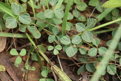 Rhynchosia minima, photographed by Greg Tasney
