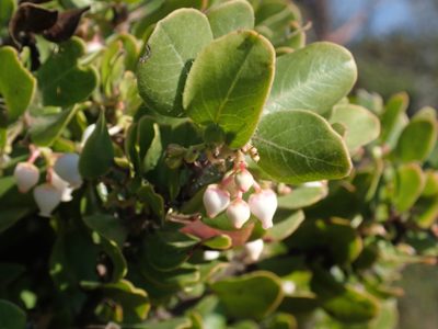 Arctostaphylos sensitiva, photographed by Scott Yarger