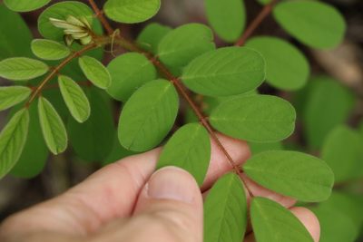 Indigofera hirsuta, photographed by Greg Tasney