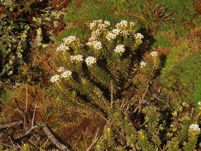 Cassinia vauvilliersii, photographed by rempson