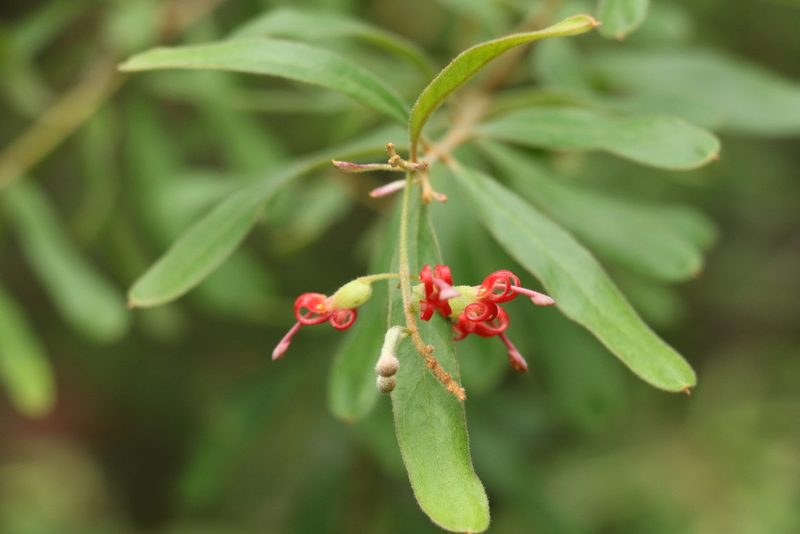 Grevillea linsmithii, photographed by Greg Tasney