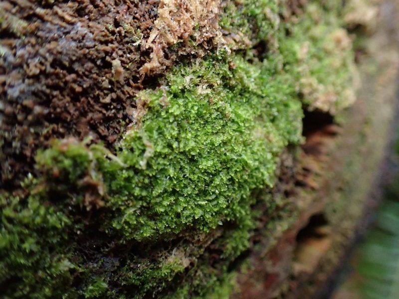 Cephalozia bicuspidata, photographed by Randal