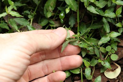 Aneilema biflorum, photographed by Greg Tasney