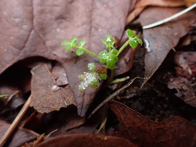 Nemophila parviflora, photographed by Randal