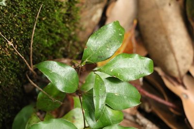 Ripogonum brevifolium, photographed by Greg Tasney