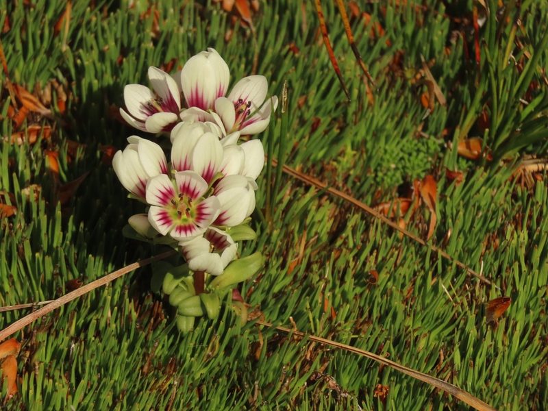 Gentianella cerina, photographed by rempson