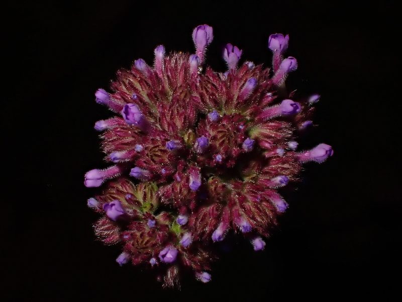 Verbena incompta, photographed by Saryu Mae 前 朝琉