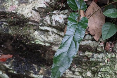 Parsonsia velutina, photographed by Greg Tasney