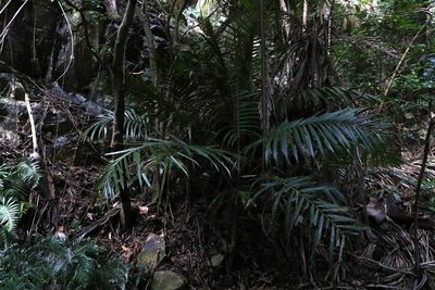 Archontophoenix cunninghamiana, photographed by Greg Tasney