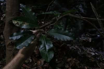 Sarcomelicope simplicifolia, photographed by Greg Tasney