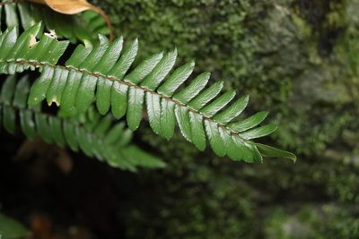 Pellaea nana, photographed by Greg Tasney