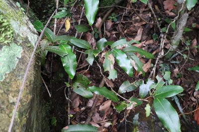 Uvaria leichhardtii, photographed by Greg Tasney