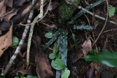 Asplenium attenuatum, photographed by Greg Tasney