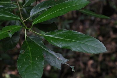 Claoxylon australe, photographed by Greg Tasney