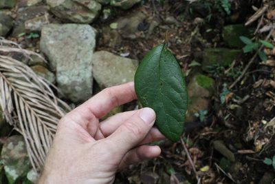 Gmelina leichhardtii, photographed by Greg Tasney