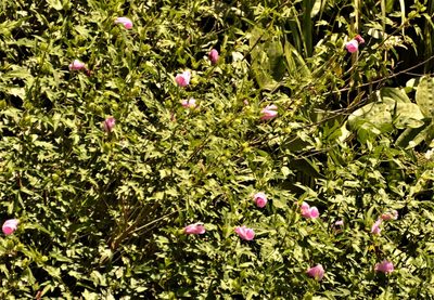 Hibiscus striatus, photographed by Andrea Gantzer