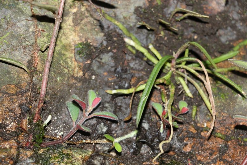Sarcochilus ceciliae, photographed by Greg Tasney