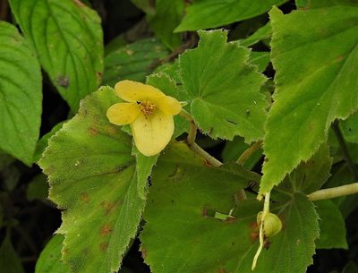 Begonia micranthera, photographed by Hugo Hulsberg