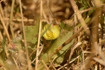 Malvella leprosa, photographed by Andrea Gantzer
