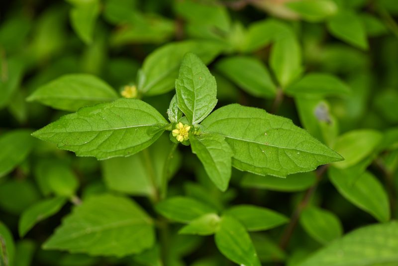 Melampodium costaricense, photographed by Trevor Van Loon