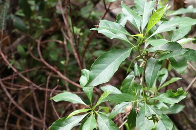 Pavetta australiensis, photographed by Greg Tasney