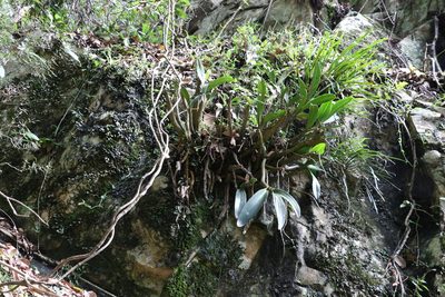 Dendrobium speciosum, photographed by Greg Tasney