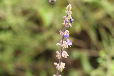 Coleus alloplectus, photographed by Greg Tasney