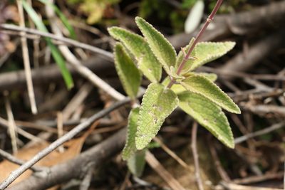 Coleus alloplectus, photographed by Greg Tasney