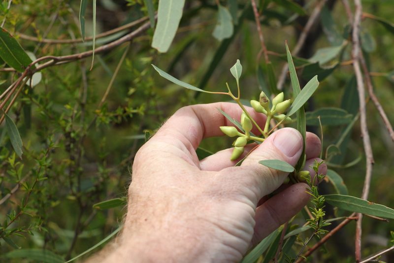Eucalyptus exserta, photographed by Greg Tasney