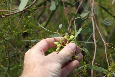 Eucalyptus exserta, photographed by Greg Tasney