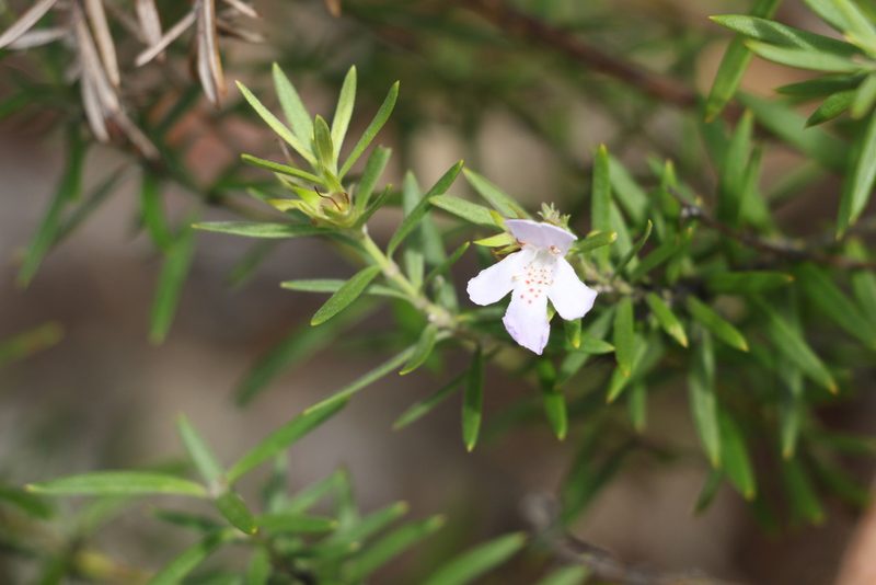 Westringia sericea, photographed by Greg Tasney
